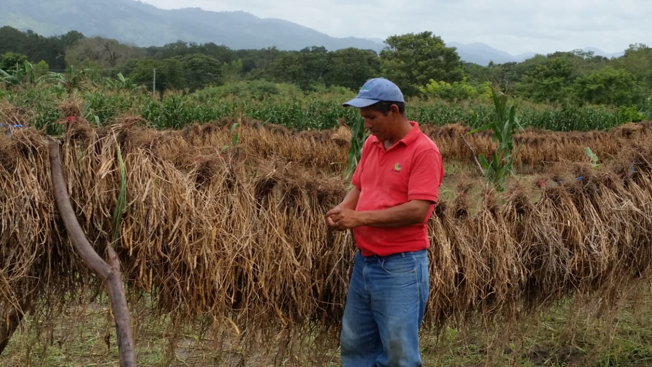 Jalapa2